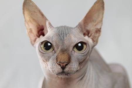 Lo Sphynx, ovvero il  gatto nudo