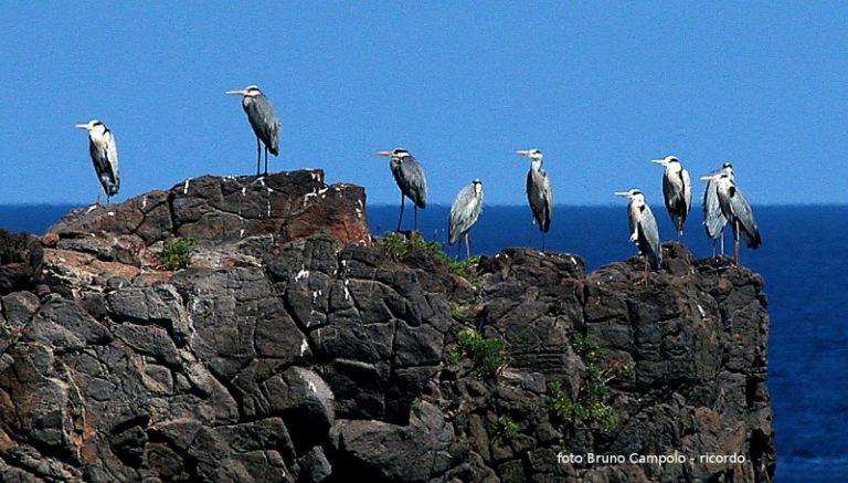 Uccelli migratori, le specie in via d’estinzione